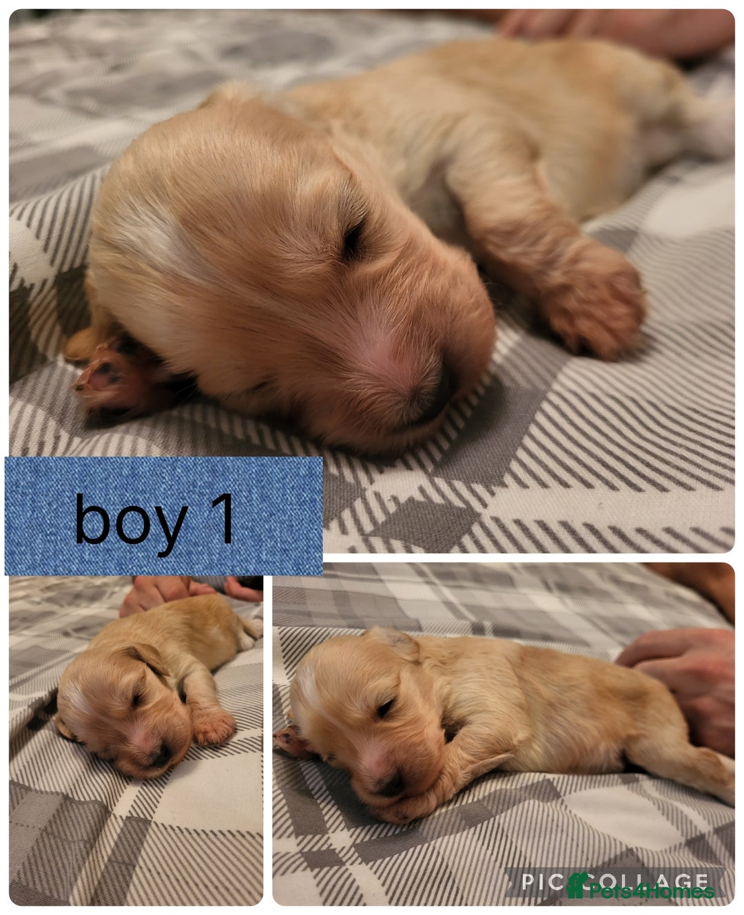 Mixed Breed dogs for sale: Rare silky cocker puppies  - Image 2