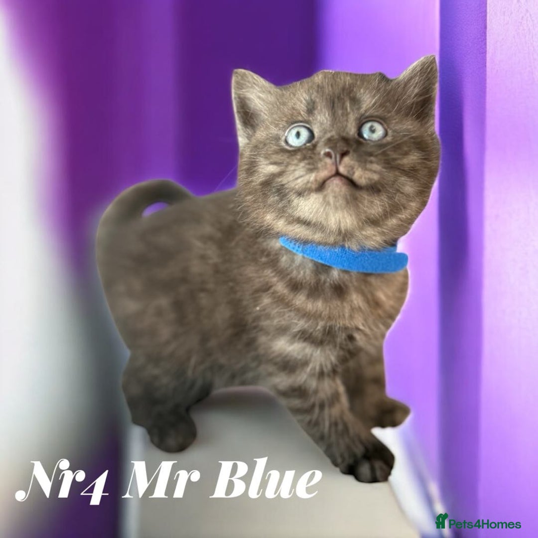 Scottish Fold cats for sale: 5 Full Pedigree Scottish Fold/Straight Kitens - Image 27