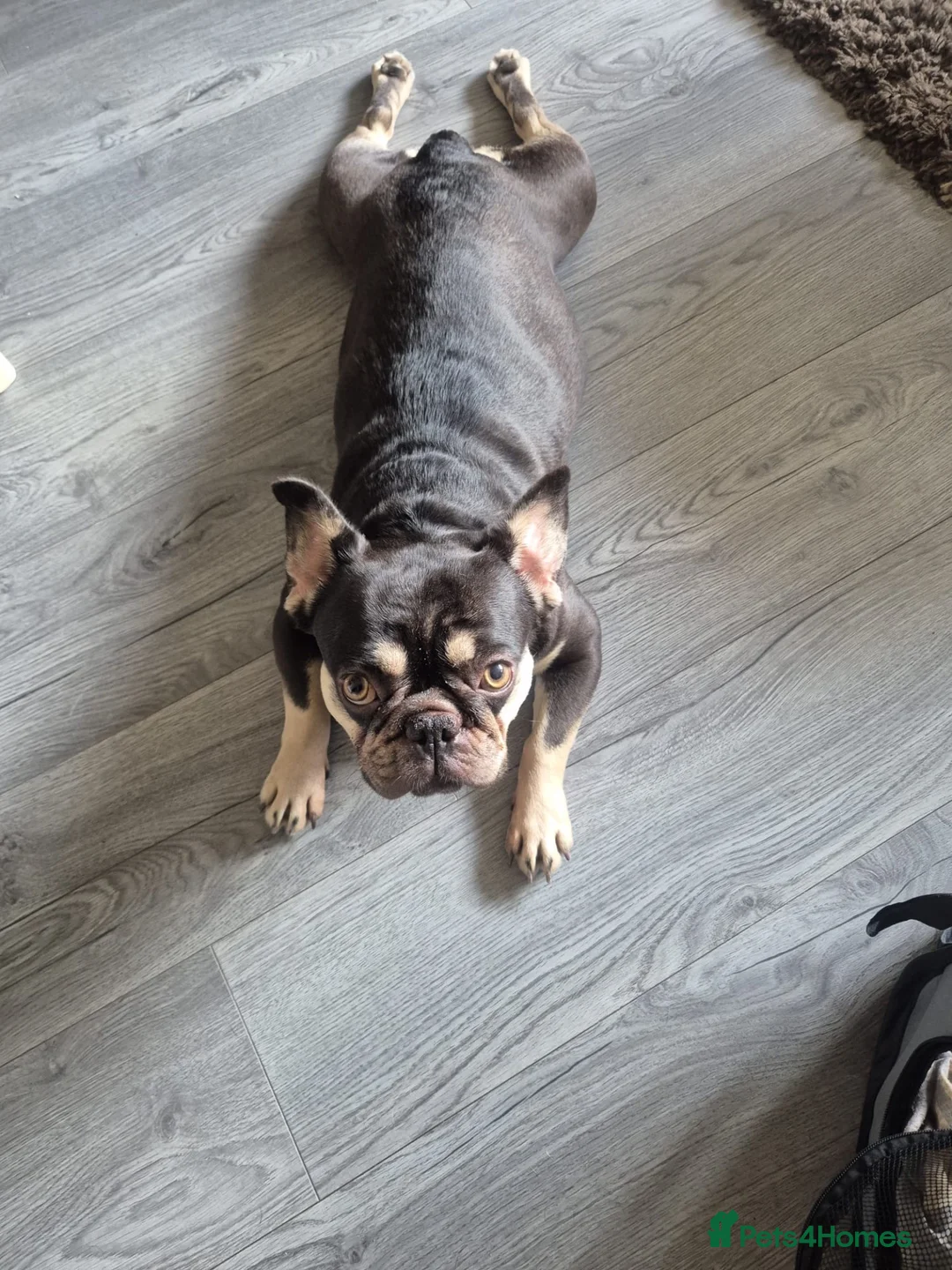 French Bulldog dogs for sale: French Bulldog girl - Advert 2