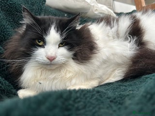 Siberian cats Siberian Adults for new Homes - Advert 2