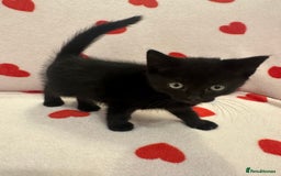 Domestic Shorthair cats for sale: 3 kittens for sale - Image 2