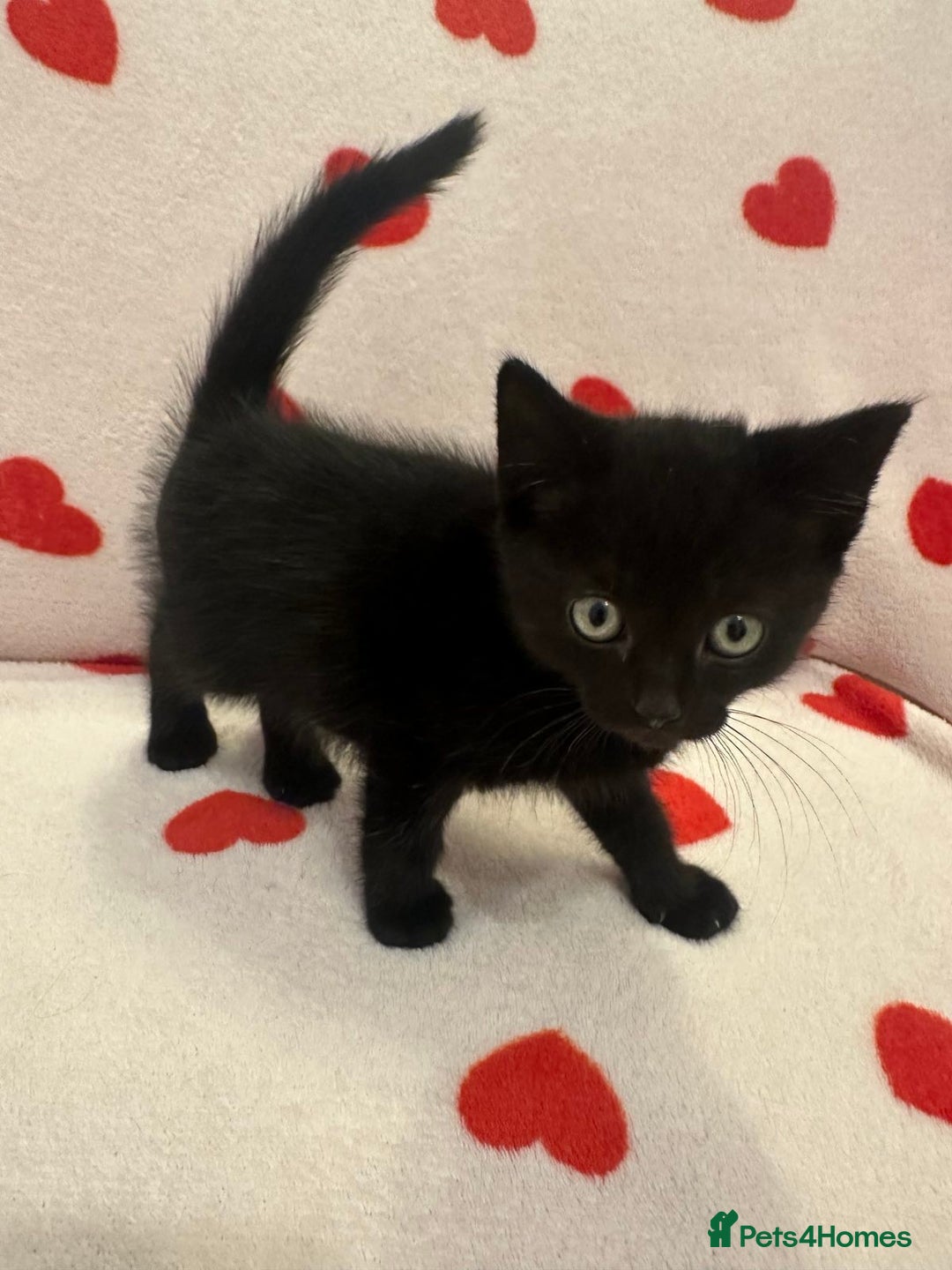 Domestic Shorthair cats for sale: 3 kittens for sale - Image 2