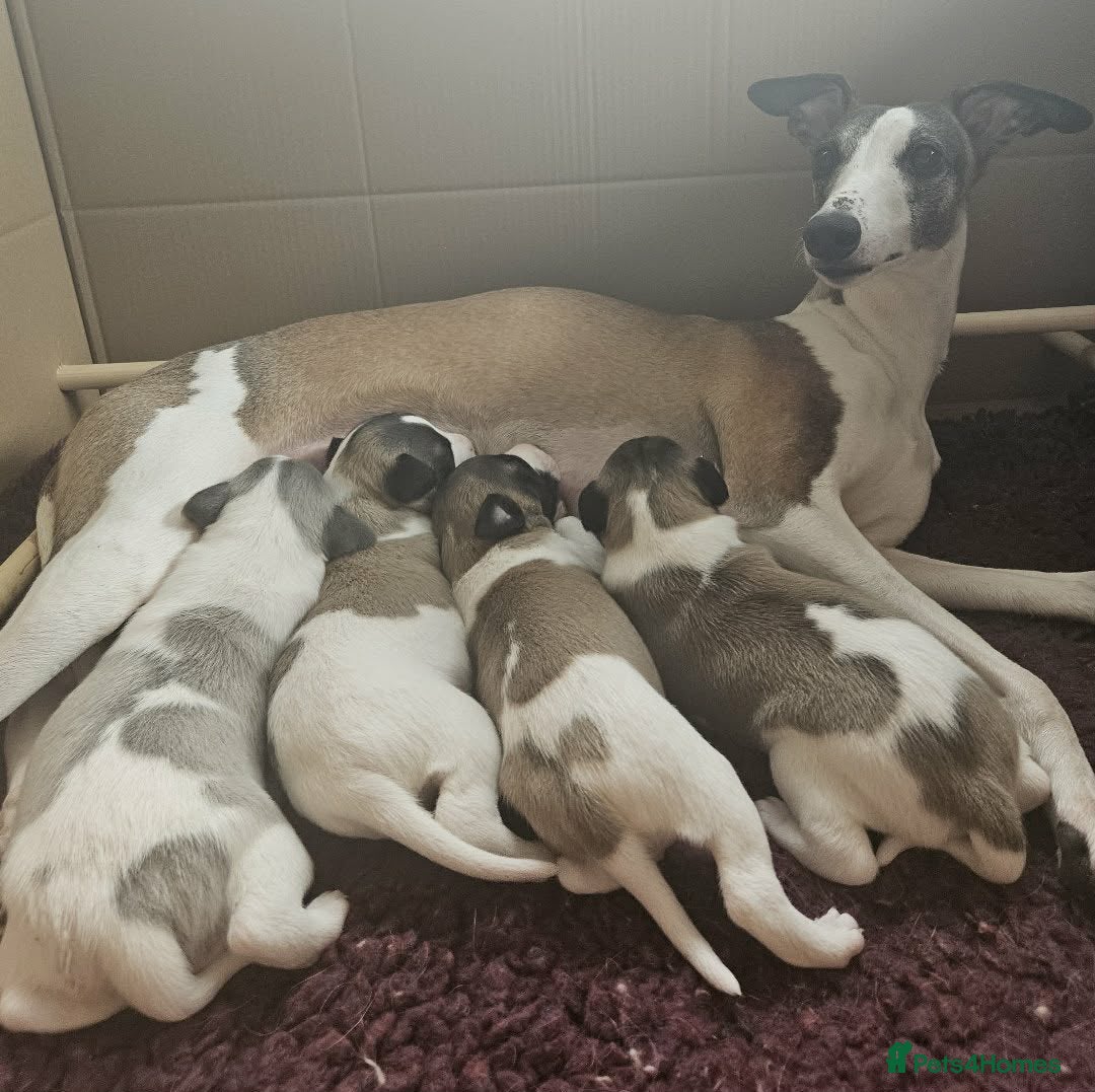 Whippet dogs Outstanding kc whippet - Advert 4