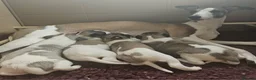 Whippet dogs for sale: Outstanding kc whippet - Advert 1