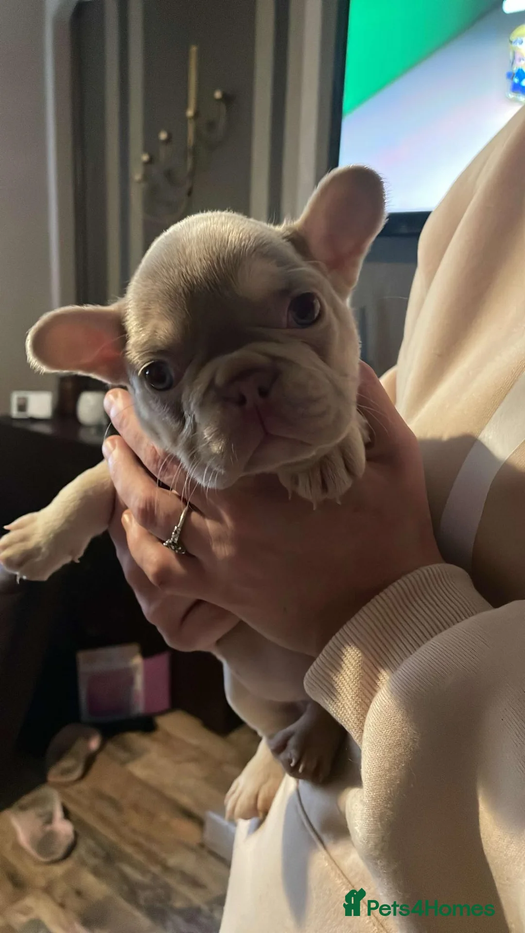 French Bulldog dogs for sale: 6 beautiful Isabella and tan  - Advert 8