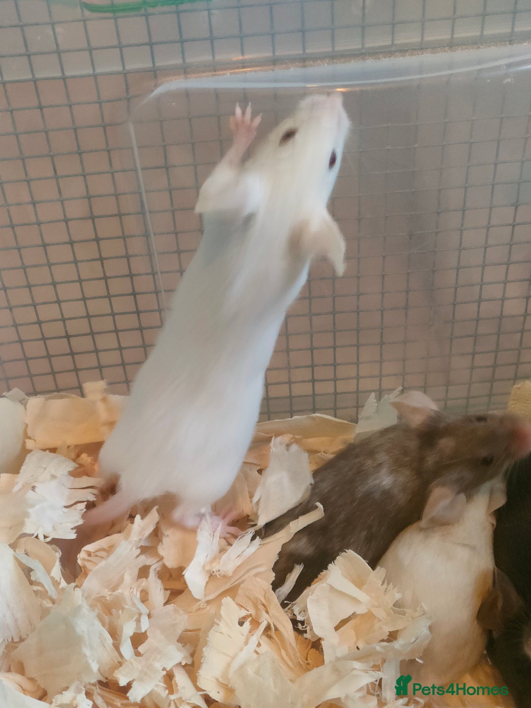 Mouse rodents for sale: Fancy mice *currently unavailable* - Advert 7