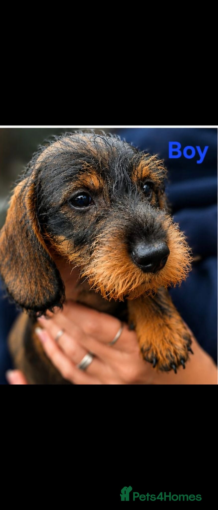 Dachshund dogs Standard Wirehaired Dachshund  - Advert 2