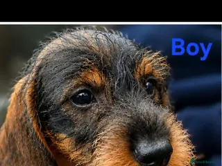 Dachshund dogs Standard Wirehaired Dachshund - Advert 2