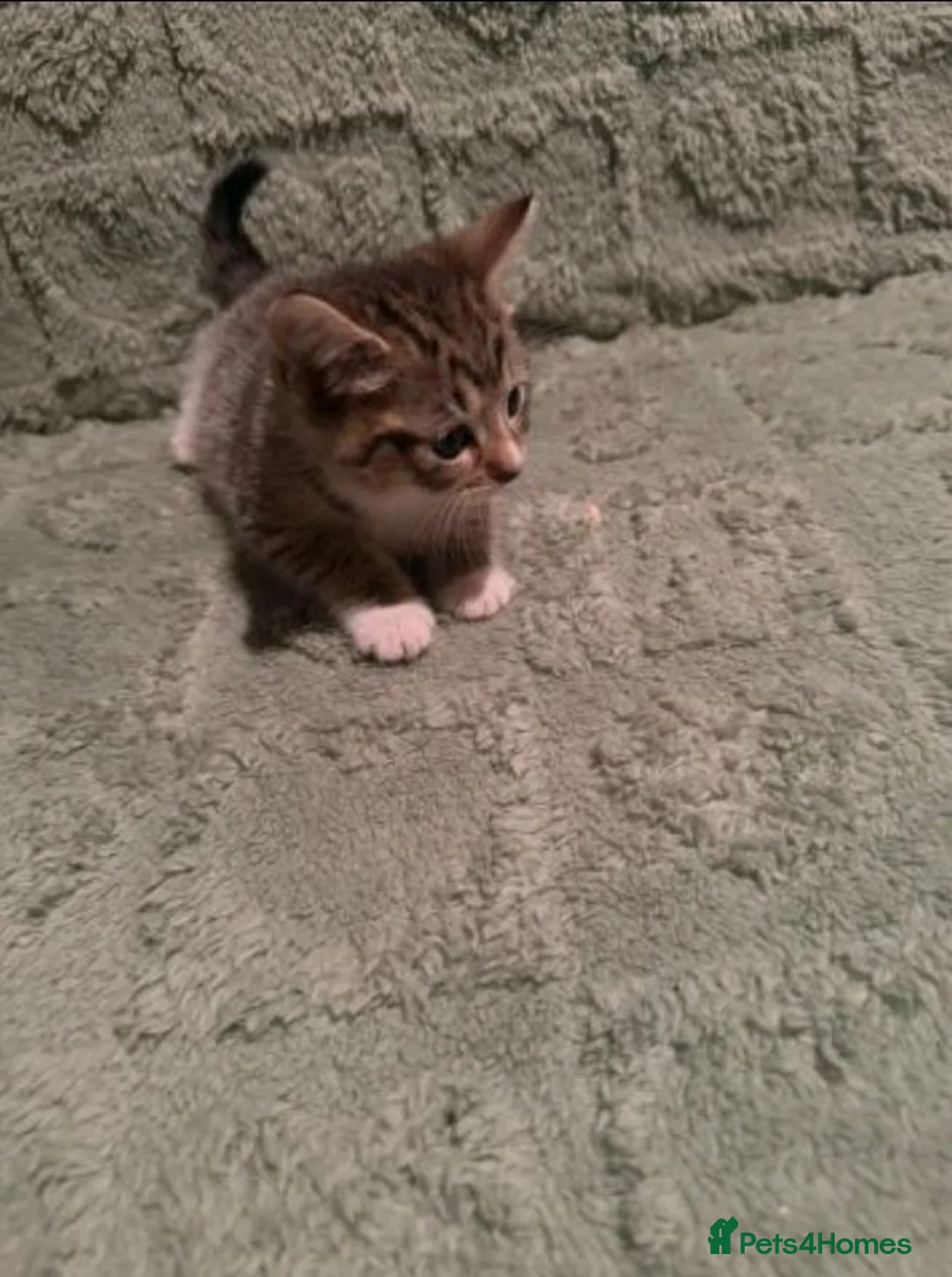 Mixed Breed cats for sale: Adorable kittens sale - Advert 4