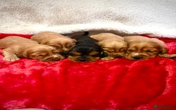 Cocker Spaniel dogs for sale: Show cocker spaniel pups - Image 1