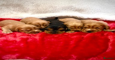 Cocker Spaniel dogs Show cocker spaniel pups - Advert 5