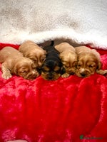 Cocker Spaniel dogs Show cocker spaniel pups - Advert 2