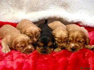 Cocker Spaniel dogs - Advert 1