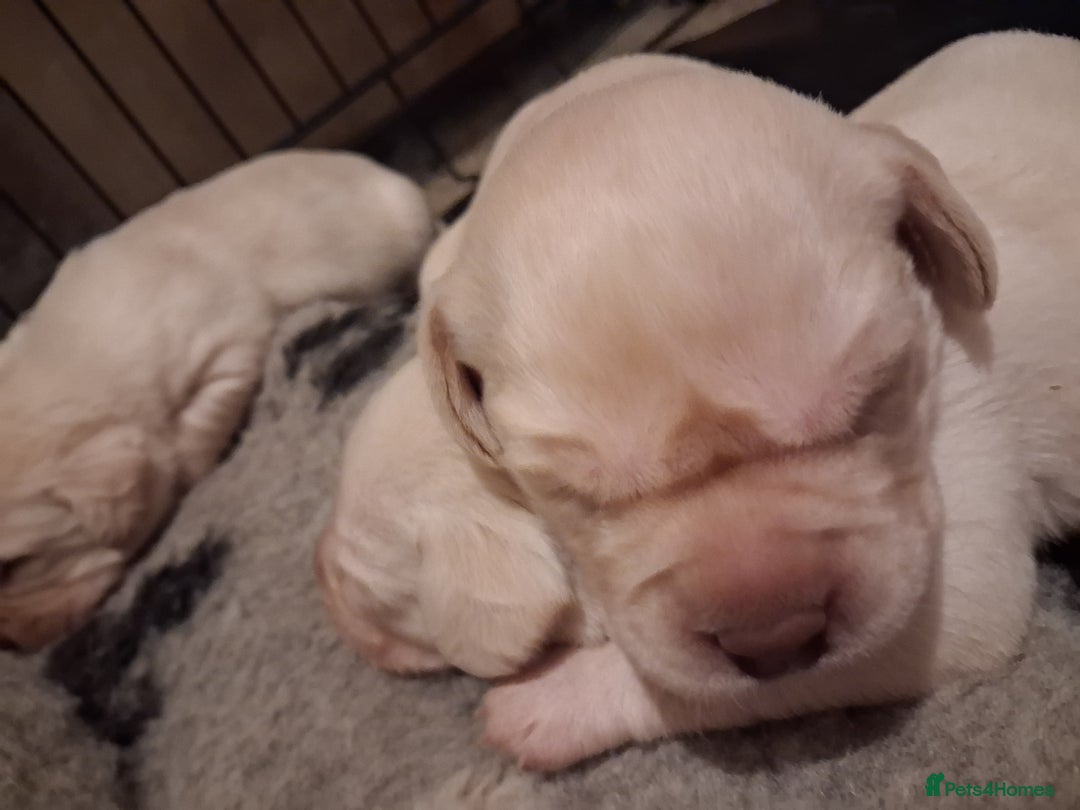 Labrador Retriever dogs for sale: **HEALTH TESTED ** Traditional labrador puppies - Advert 8