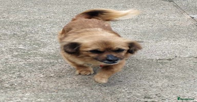 Mixed Breed dogs - Advert 5