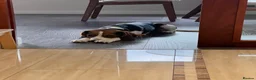 Beaglier dogs for stud: 🐾 Meet Pip! 🐶 - Advert 5