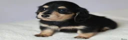 Miniature Dachshund dogs for sale: 5*Licensed+KCreg+PRAClear+Vetchecked+BLACK&CREAM - Advert 10