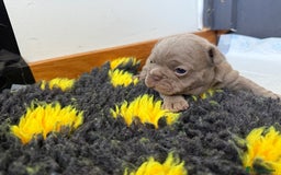 French Bulldog dogs for sale: Adorable French Bulldog Puppies for Sale 🐾 - Image 13