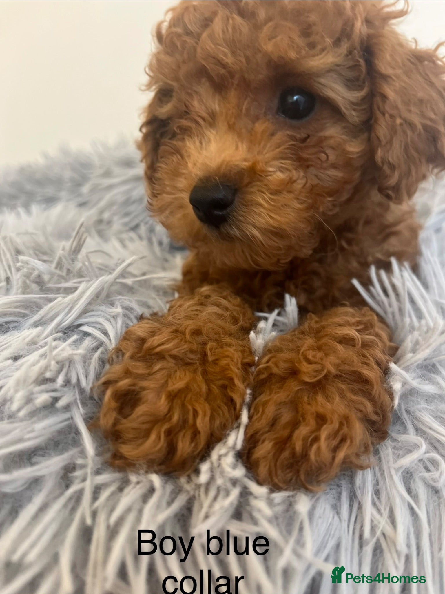 Toy Poodle dogs Fully health tested Deep Red Toy poodle puppies  - Advert 2