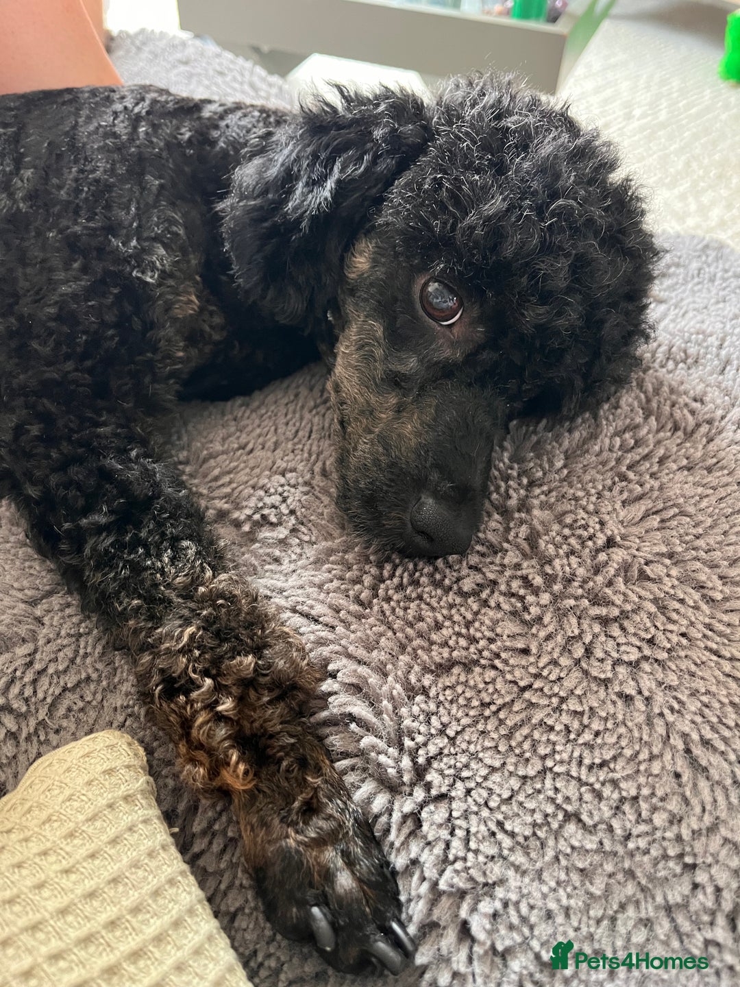Miniature Poodle dogs for stud: KC phantom miniature poodle stud health tested in Thetford - Image 30