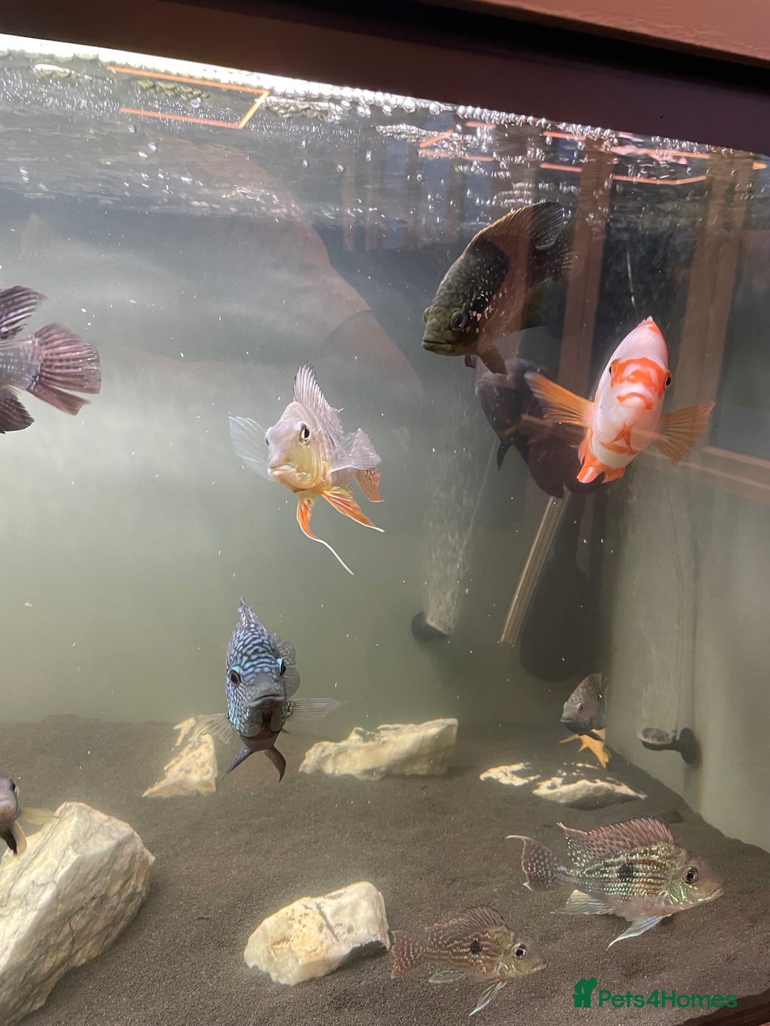 Cichlids fish for sale: All chiclids for sale moving house  - Advert 3