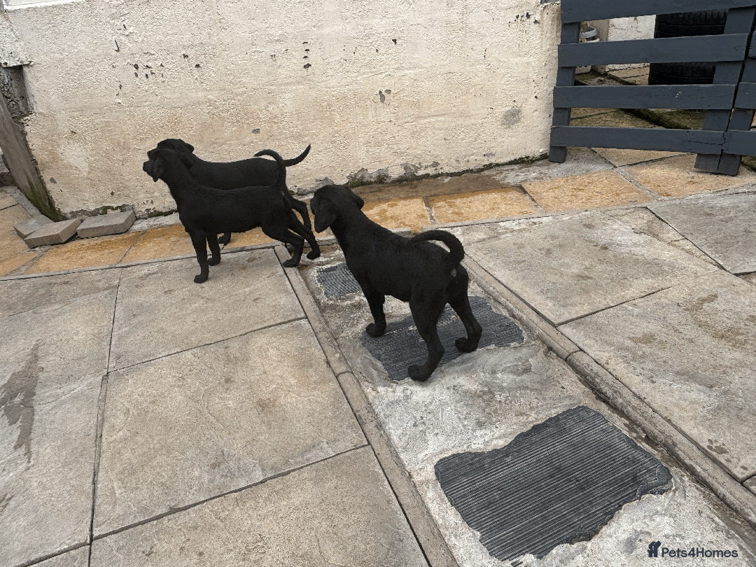 Labrador Retriever dogs for sale: Beautiful Labrador Puppies (3 boys 2 girls) in Wishaw - Image 20