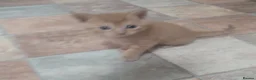 British Shorthair cats for sale: Kittens  - Advert 3