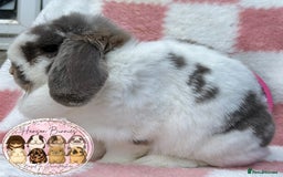Mini Lop rabbits for sale: Adult Mini Lop Doe’s  - Image 5