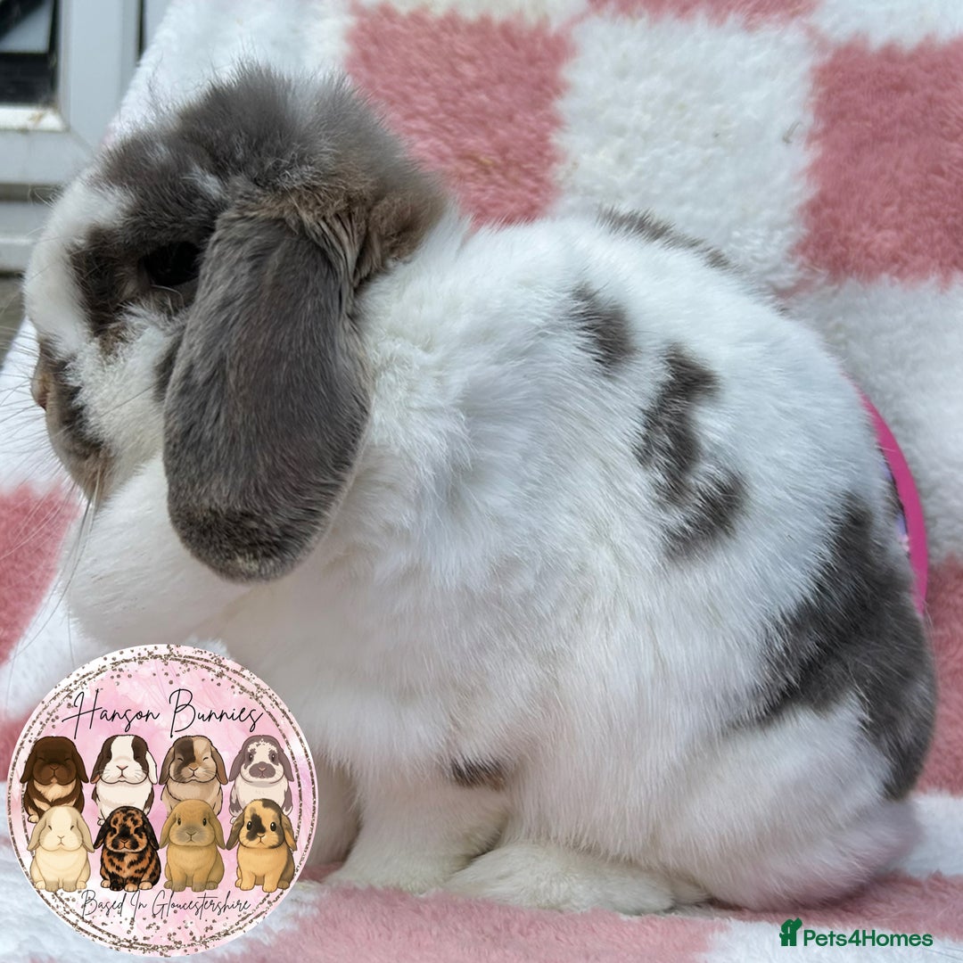 Mini Lop rabbits for sale: Adult Mini Lop Doe’s  - Image 5
