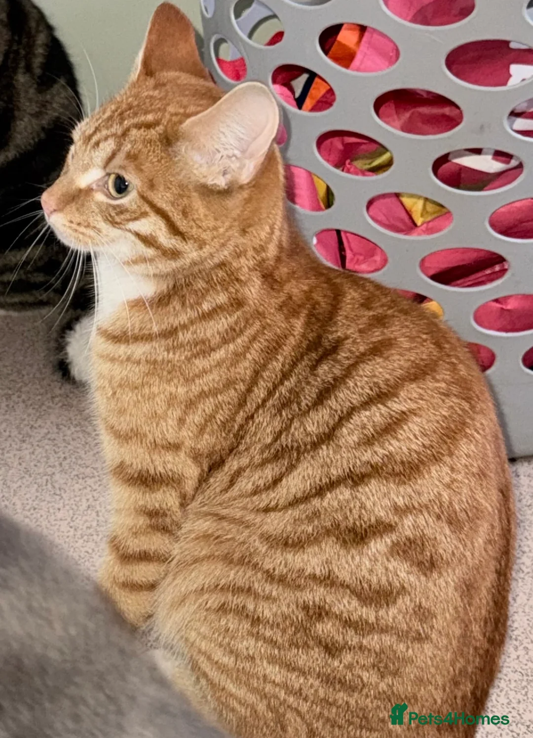 Mixed Breed cats for sale: 3 female cats, 13 months old - Advert 2