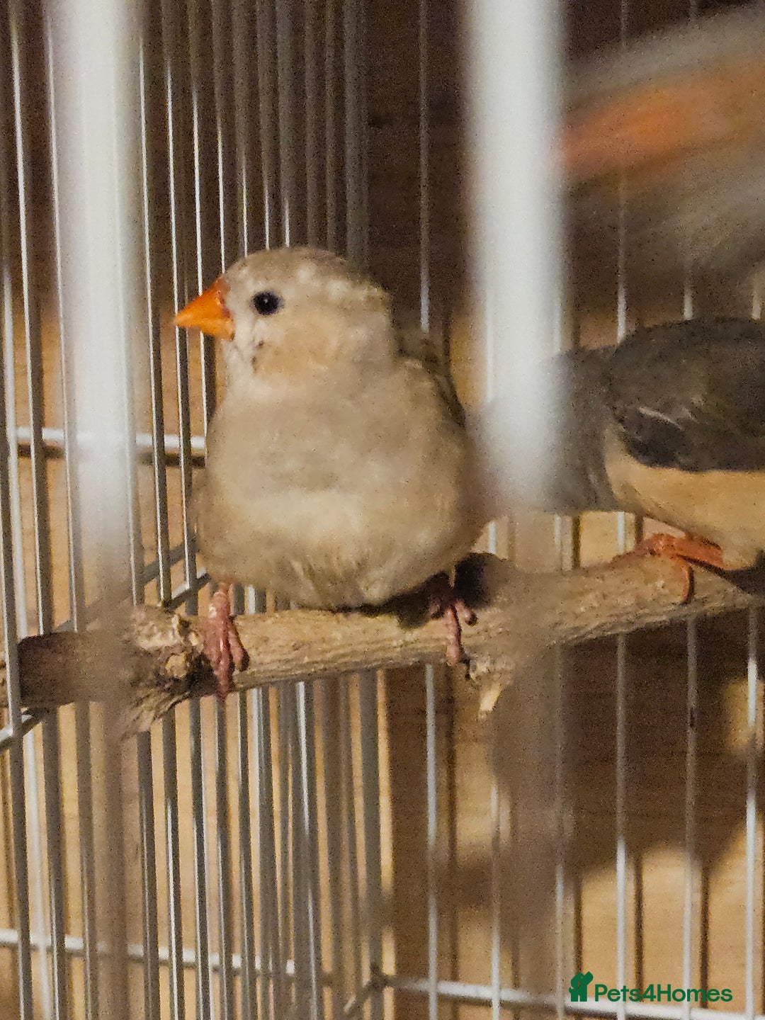Finches birds for sale: Goldfinches, Bengalese finches & Zebra Finches - Advert 3