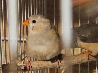 Finches birds Goldfinches, Bengalese finches & Zebra Finches - Advert 2