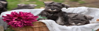 Miniature Schnauzer 3