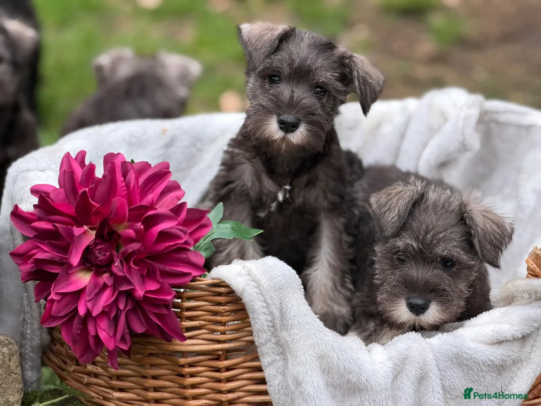 Miniature Schnauzer dogs for sale: Gorgeous kc reg miniature schnauzers ready now  - Advert 17