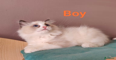 Ragdoll cats - Advert 13