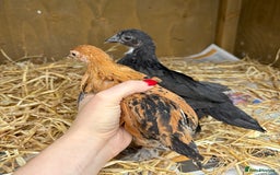 Chickens poultry for sale: Sablepoot Booted Bantam Pullets & Cockerels - Image 5