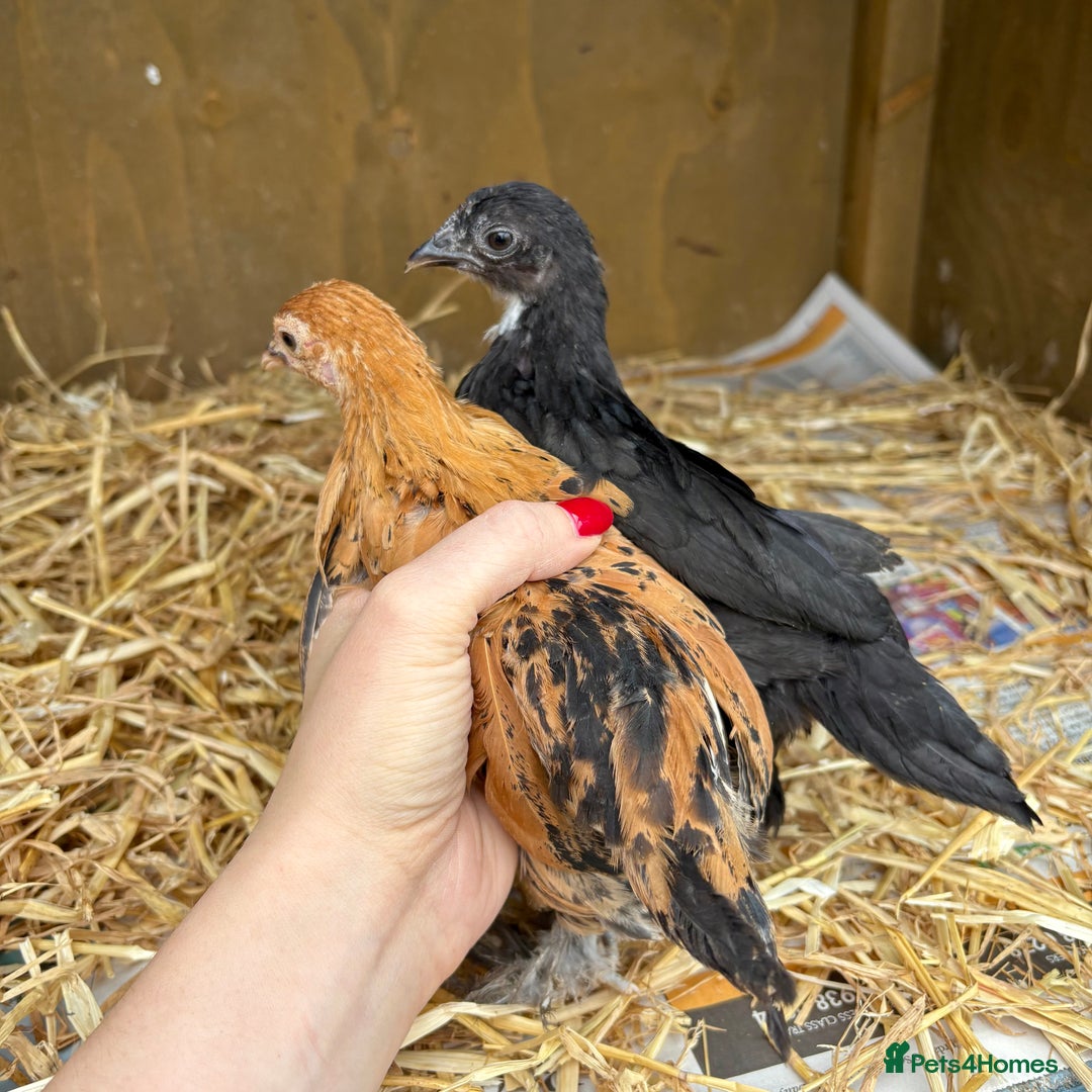 Chickens poultry for sale: Sablepoot Booted Bantam Pullets & Cockerels - Image 5