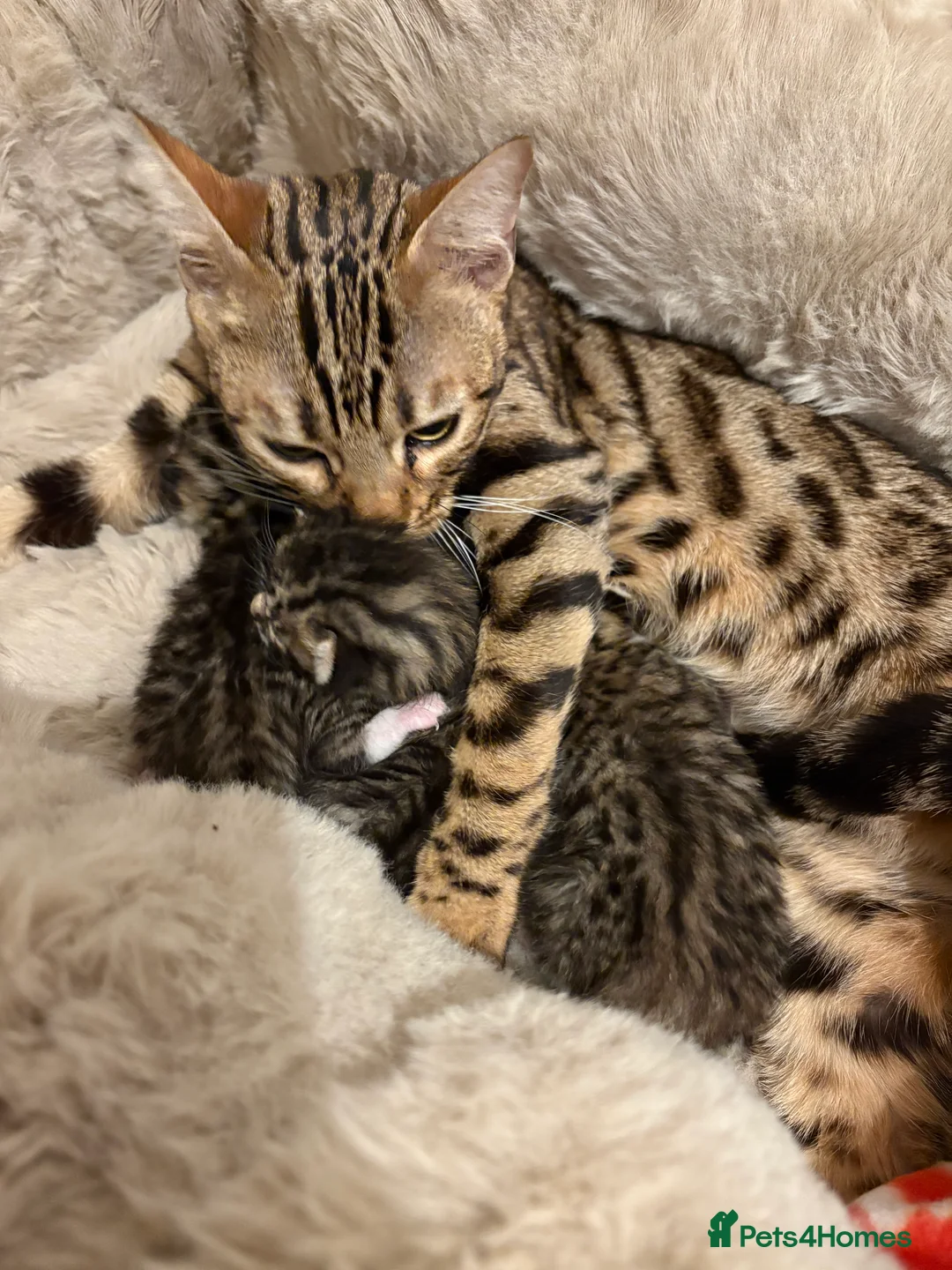 Bengal cats for sale: Bengal kittens  - Advert 7