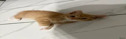 Mixed Breed cats for sale: Ginger kitten - Advert 2