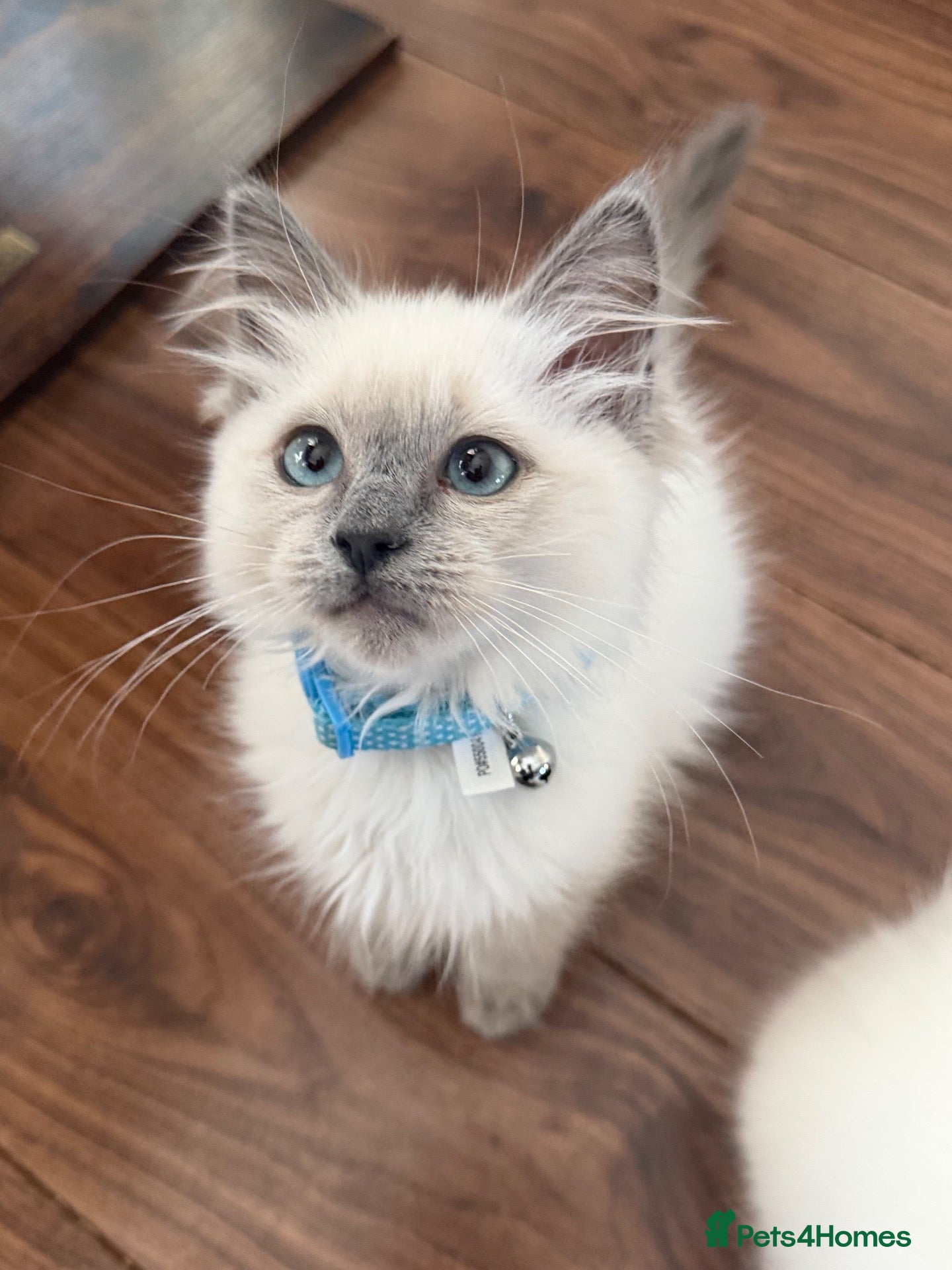 Ragdoll cats for sale: Pedigree Pure Ragdoll babies  - Advert 1