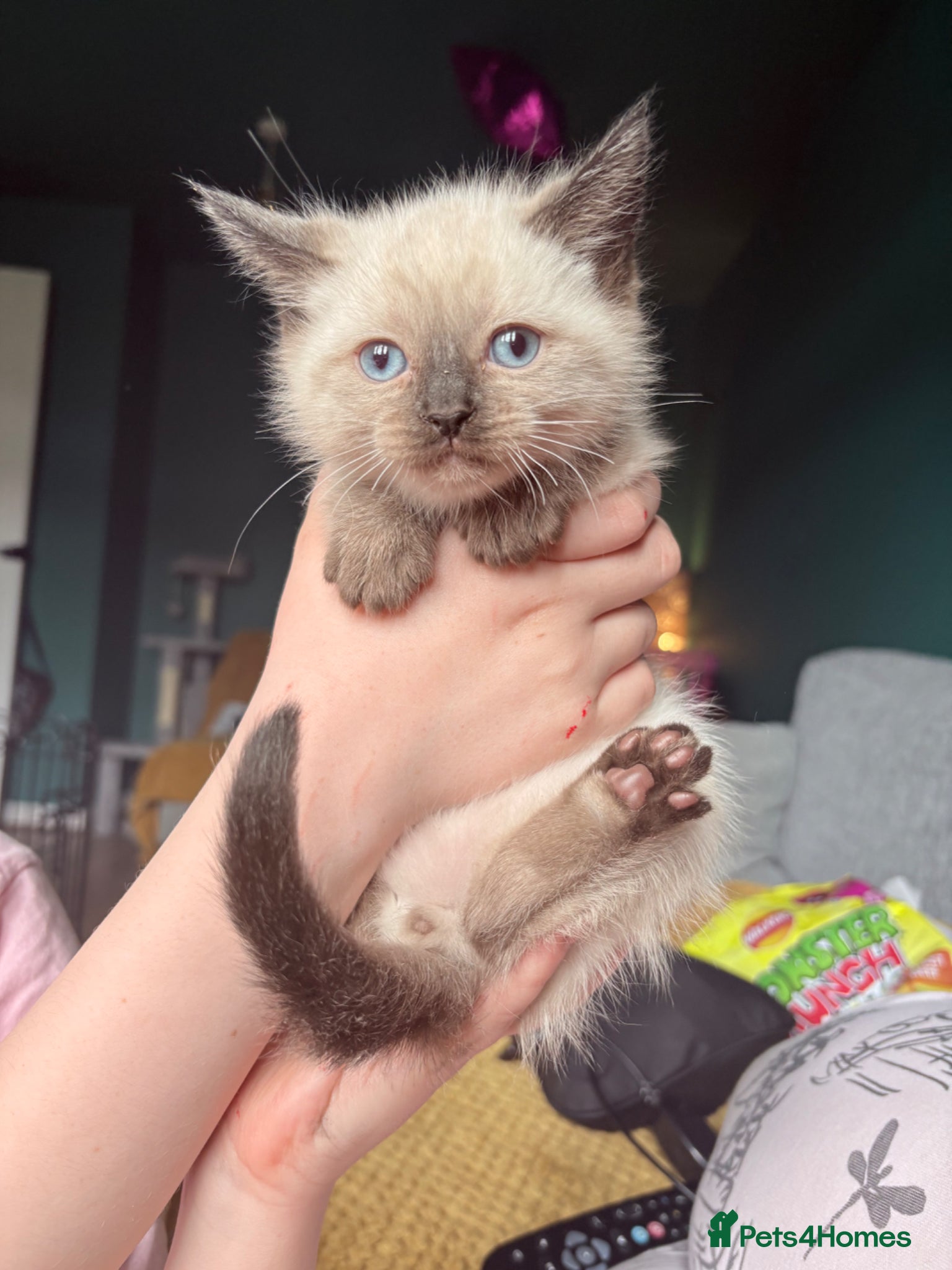 Ragdoll cats Ragdoll Cross Kittens  - Advert 4