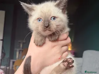 Ragdoll cats Ragdoll Cross Kittens - Advert 4