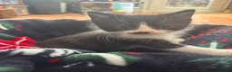 British Shorthair cats for sale: Beautiful tuxedo kittens  - Advert 17