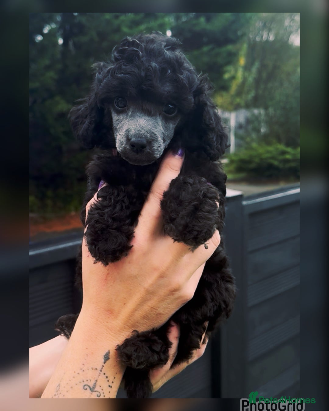 Miniature Poodle dogs for sale: Last one Silver mini poodles  - Advert 9