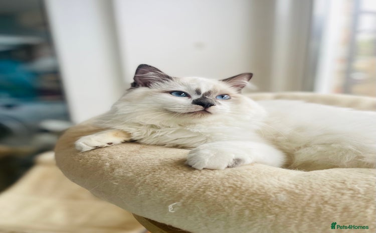 Ragdoll cats - Advert 3