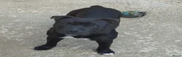 Staffordshire Bull Terrier dogs for sale: 2 female pups for sale  - Advert 4