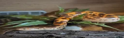 Mixed Breed reptiles for sale: Various reptiles - Advert 3