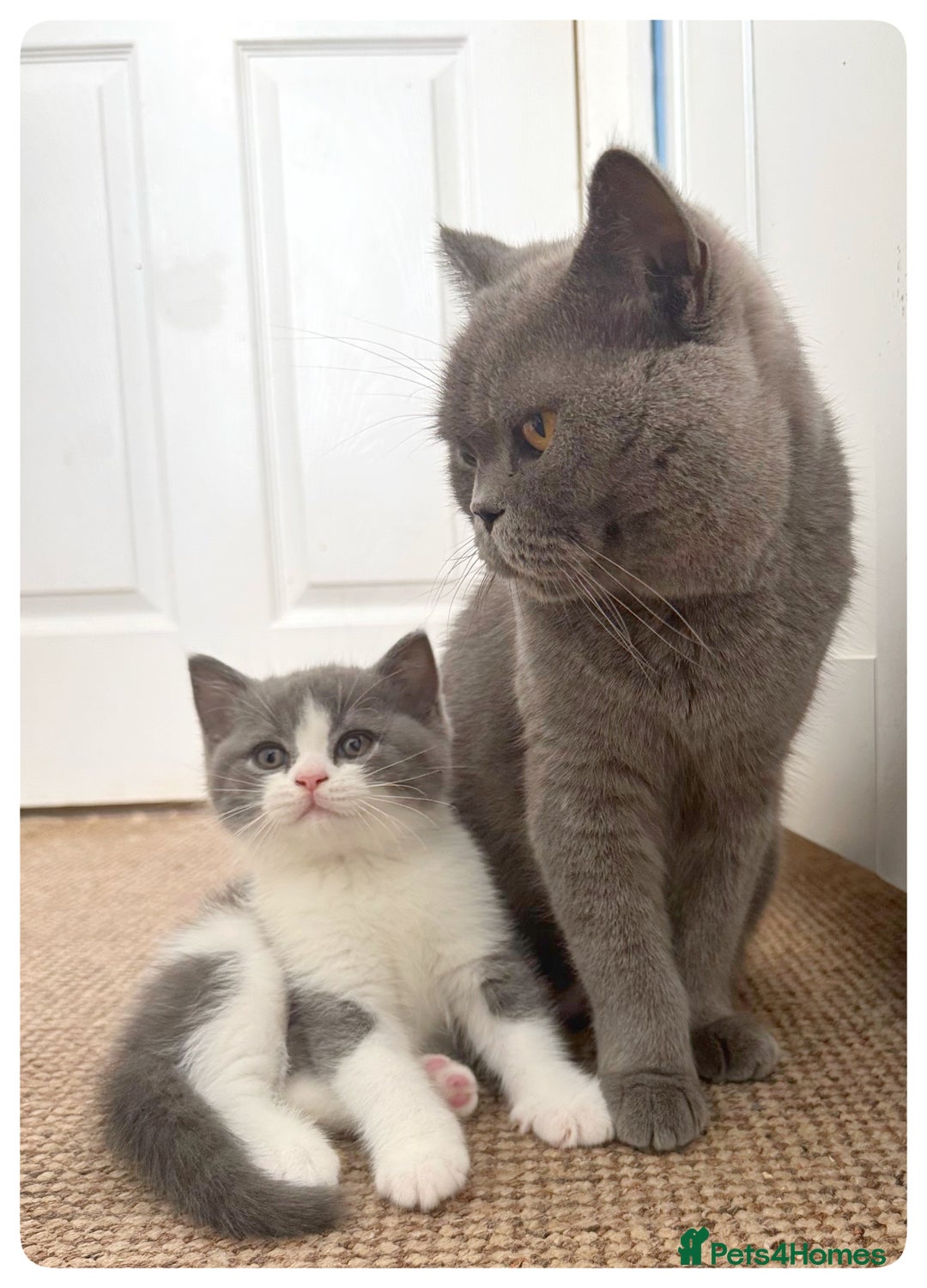 British Shorthair cats for sale: GCCF British Shorthair Blue Bi-Colour male kitten - Image 10