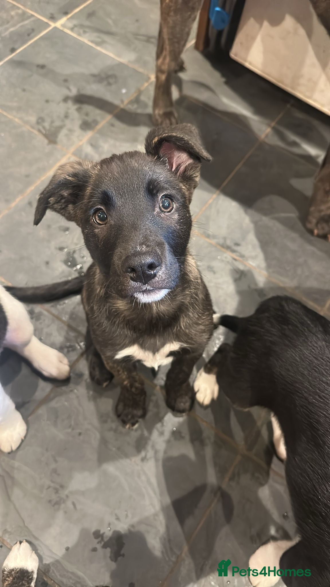 Mixed Breed dogs Border collie x American bulldog  - Advert 9