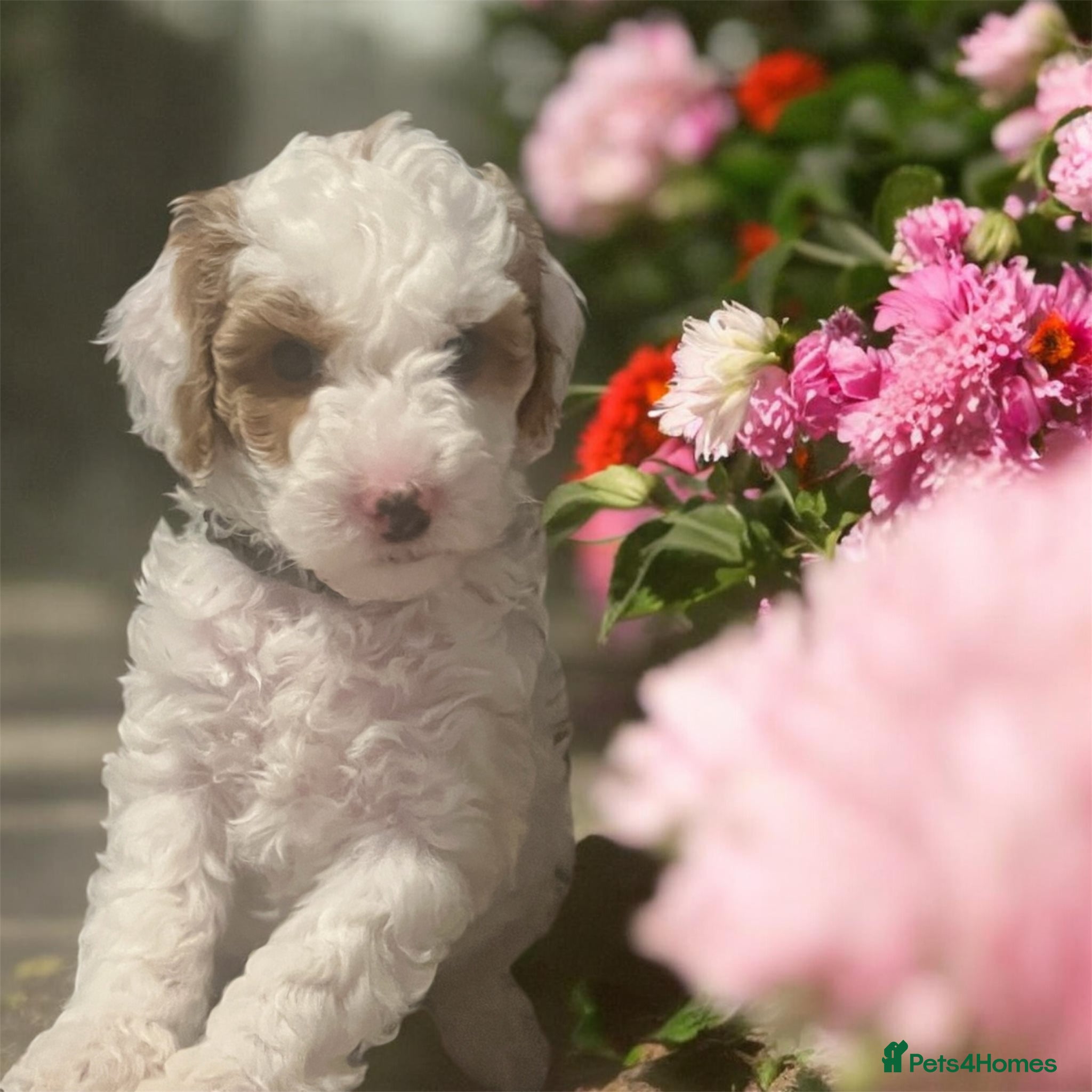 Australian Labradoodle dogs  health tested parents!! Ready on 25 April 🐶 - Advert 4